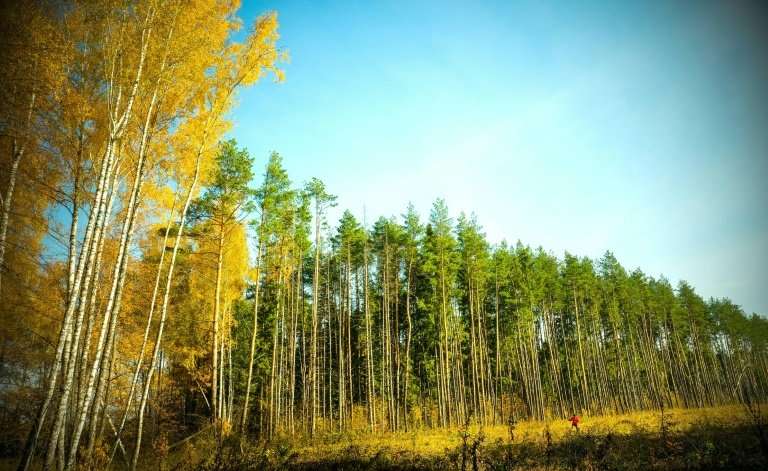 Poland's president, who will host a major UN climate summit in December, advocates protecting forests as one of the ways to comb