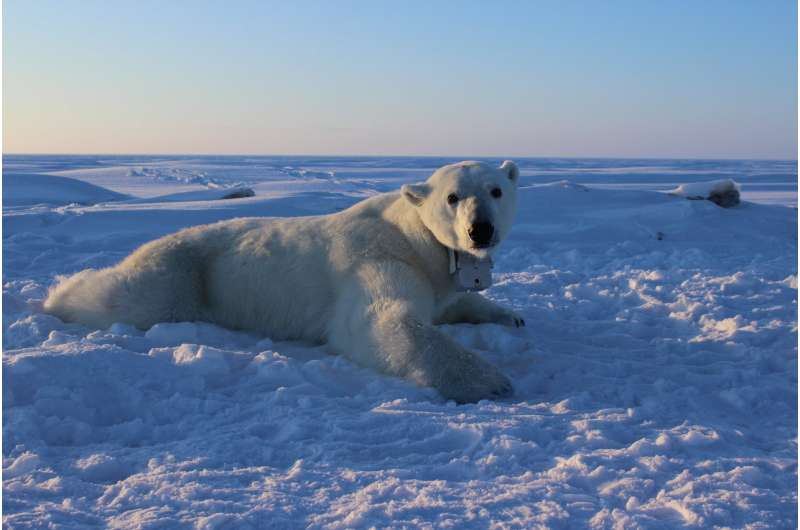 Polar bears finding it harder to catch enough seals to meet energy demands