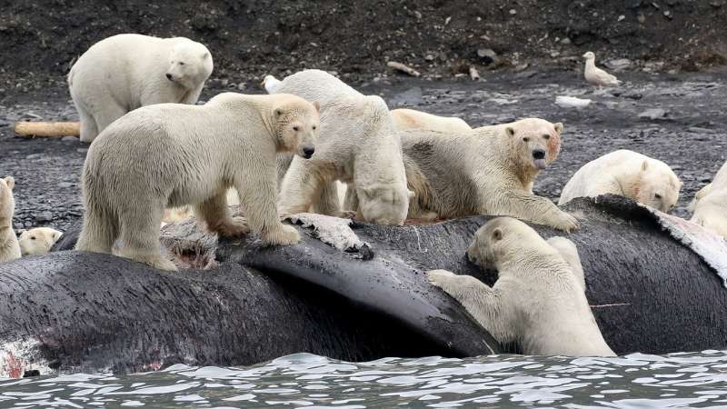Polar bears gorged on whales to survive past warm periods; won't suffice as climate warms