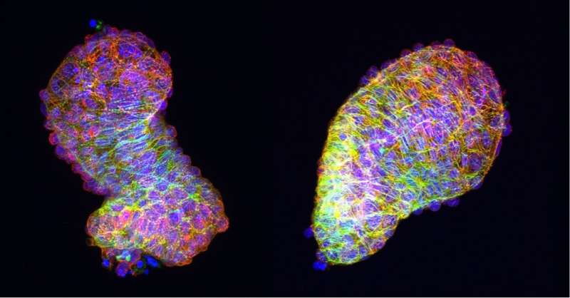 Polarized cells give the heart its fully developed form