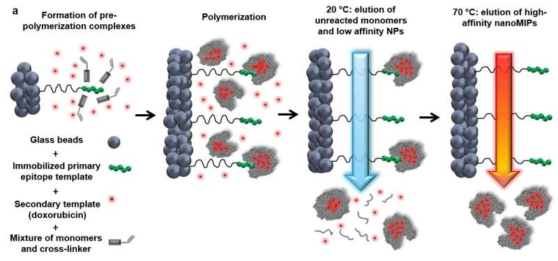 Polymer antibodies efficiently target and eliminate cancer cells