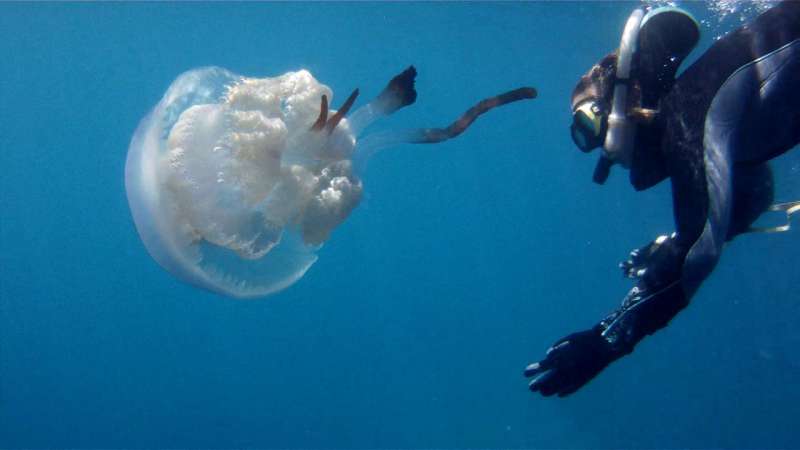 Popular science helps to discover the abundance of this jellyfish