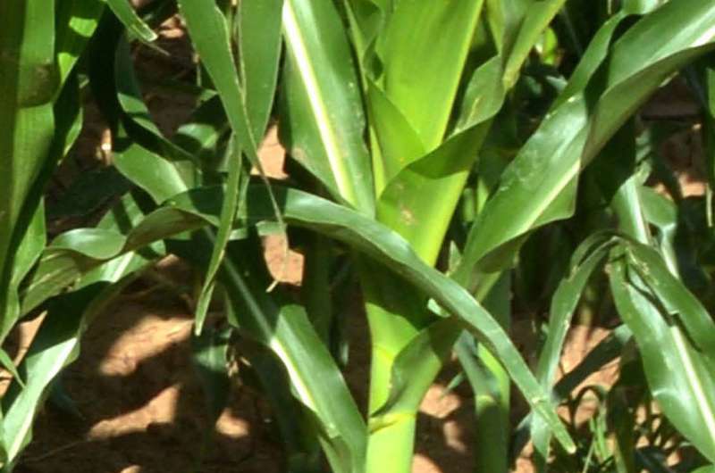 Post-emergent herbicide timing key in corn production