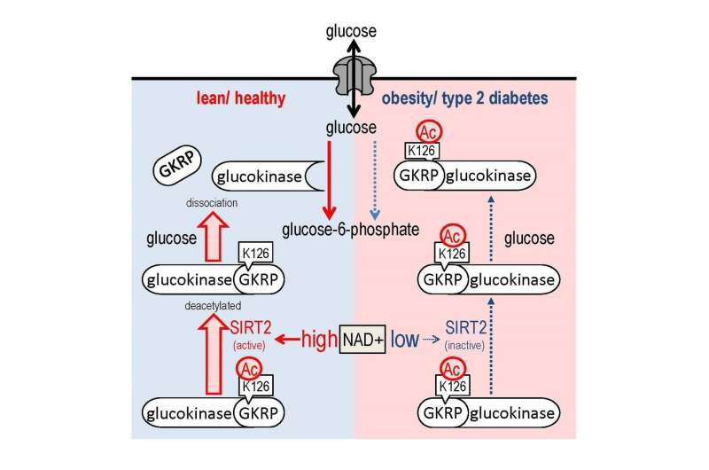 Potential enzyme as therapeutic target for diabetes
