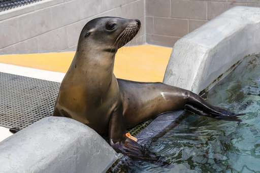 Potentially deadly infection hits California sea lions