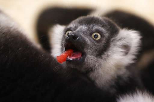 Prague zoo says it's on its way to breeding rare lemurs