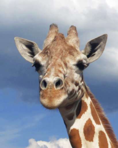 Pregnant again! April the giraffe's calf is due in March
