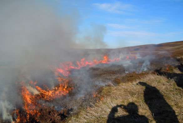 Prescribed burning not as damaging as previously thought