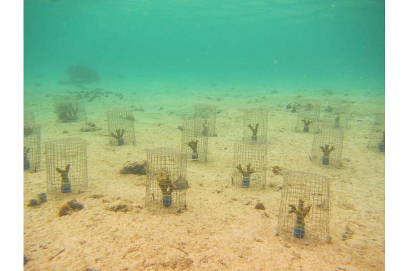 Previously overlooked 'coral ticks' weaken degraded reefs