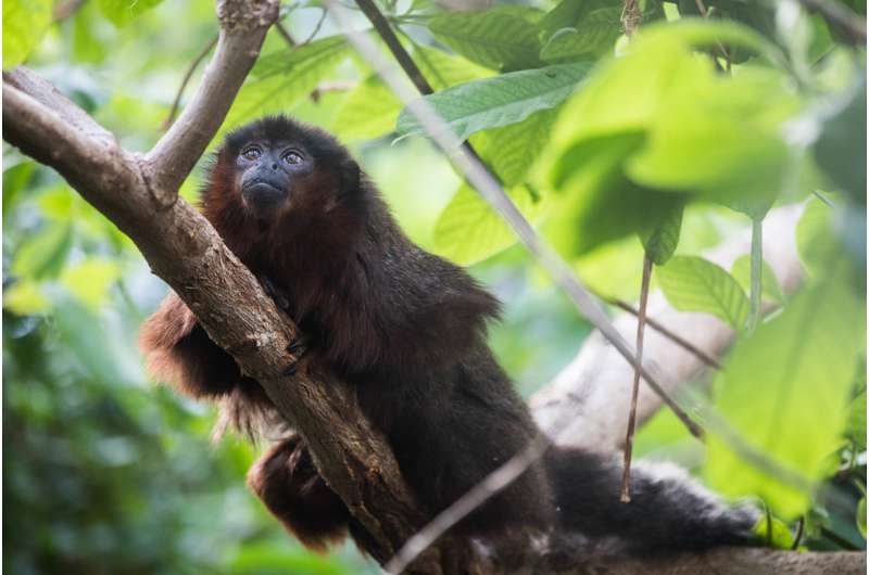 Primates of the Caribbean: Ancient DNA reveals history of mystery monkey