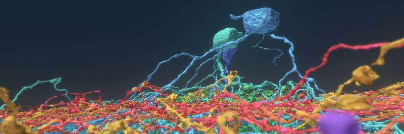 Princeton researchers crowdsource brain mapping with gamers, discover 6 new neuron types