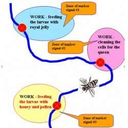 Principles of using of vibro-acoustic markers and communicational signals in the process of bees' lives.