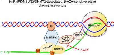Probing RNA epigenetics and chromatin structures to predict drug resistance in leukemia
