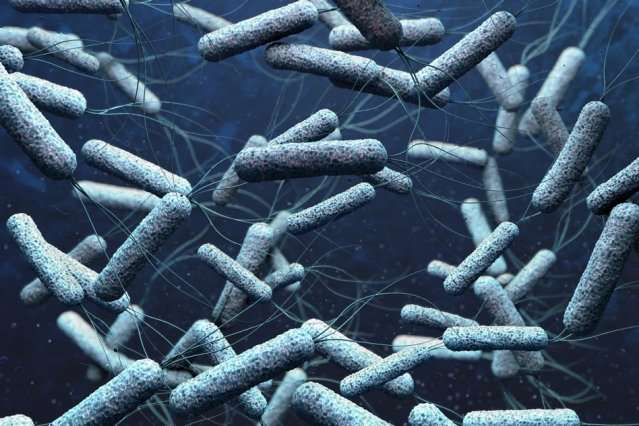 Probiotic bacteria can diagnose, prevent, and treat infections