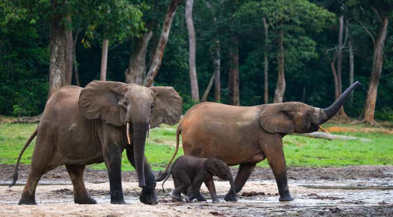 Protect forest elephants to conserve ecosystems, not DNA