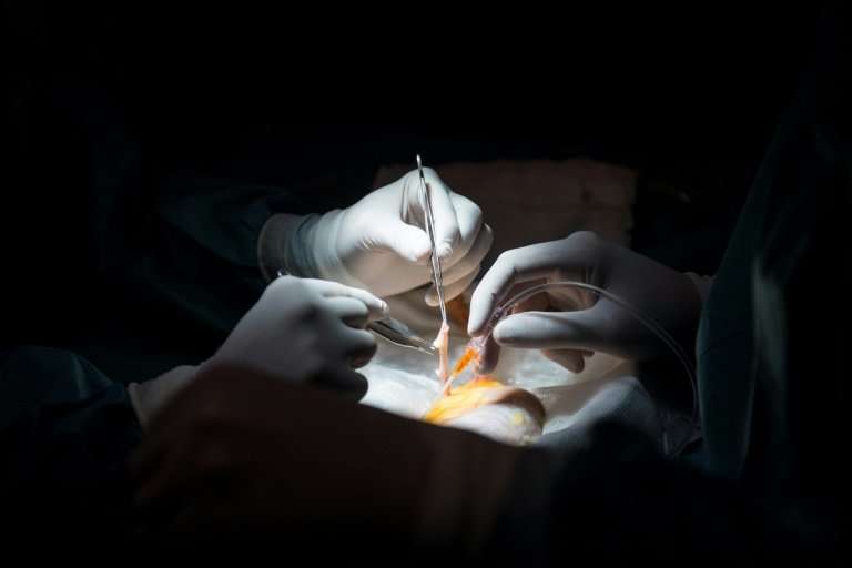 Préparation d'un rein pour le greffer dans un hôpital à Madrid en février 2017