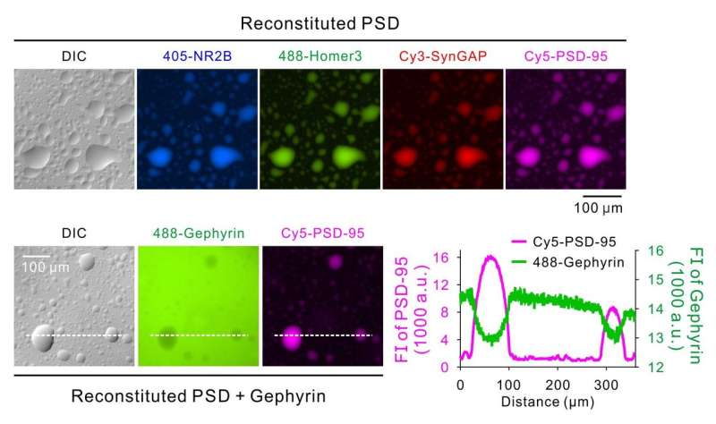 PSD as a molecular platform for understanding synapse formation and plasticity