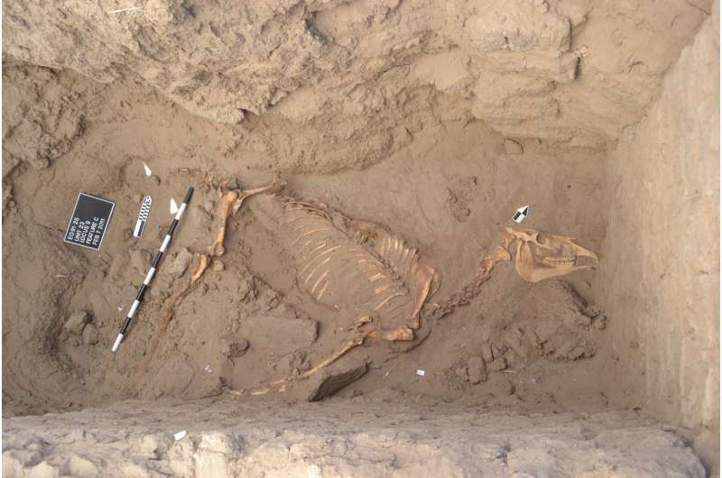 Purdue archaeologists on ancient horse find in Nile River Valley
