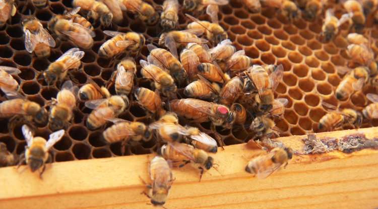 Queen bees and the microbial fountain of youth