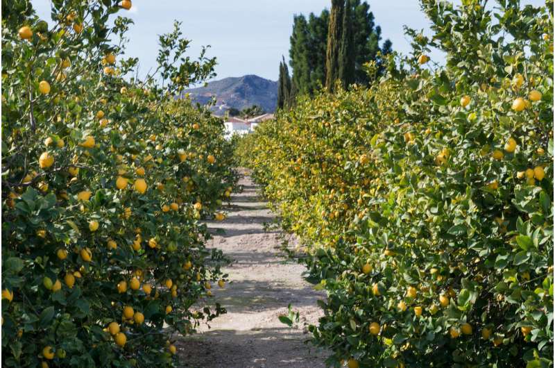 Queen's research suggests the Sicilian mafia arose to power from lemon sales in the 1800s