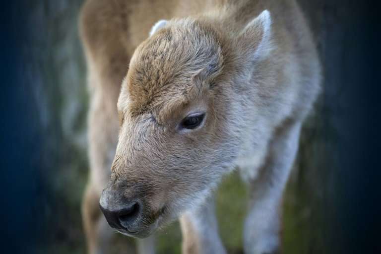 &quot;Dusanka&quot;, an extremely rare white bison, was born at Belgrade zoo