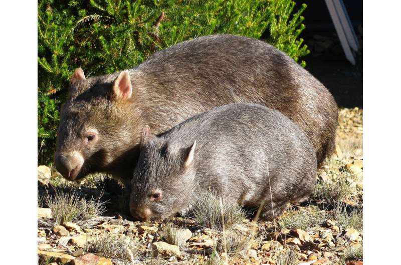 QUT joins fight to save wombats