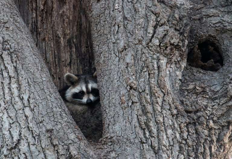 Raccoons are one of more than 600 species of wild animals living in the New York area
