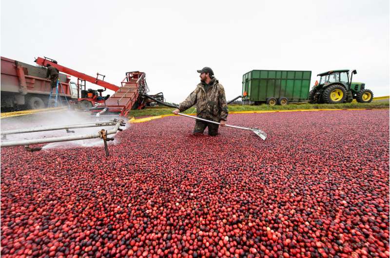 Radar adds technological twist to age-old cranberry counting process