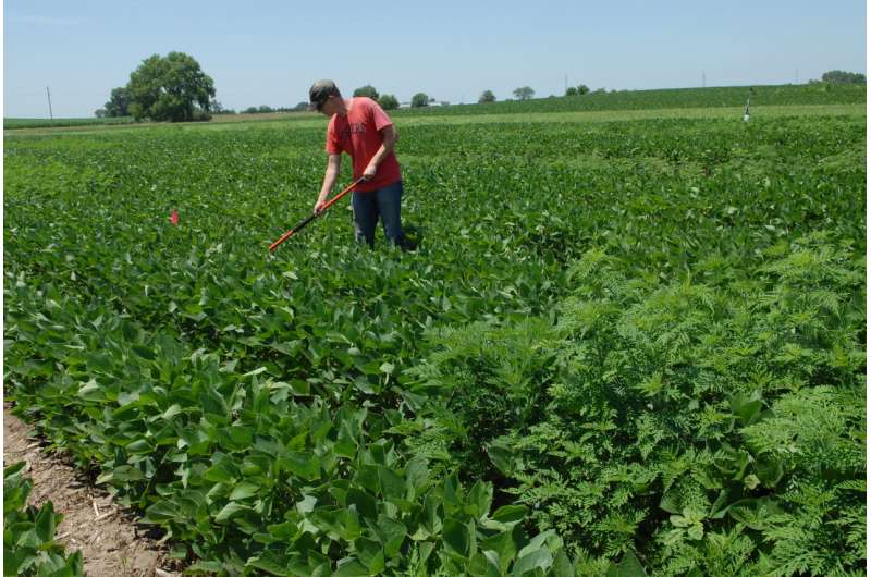 Ragweed casts shade on soy production