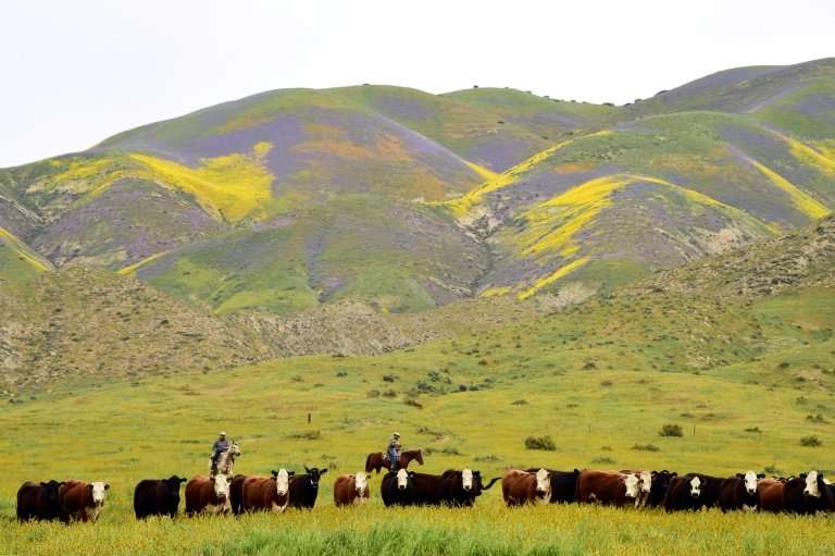 Ranch hands drive cattle to a new pasture against the backdrop of hills covered in  wildflowers in April 2017 in Taft, Californi