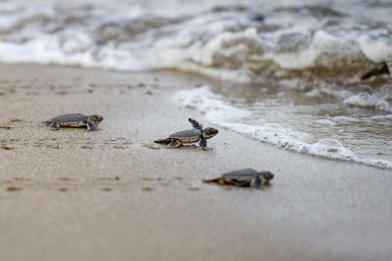 Rangers release the baby turtles onto the beach and into the sea, where myriad predators await