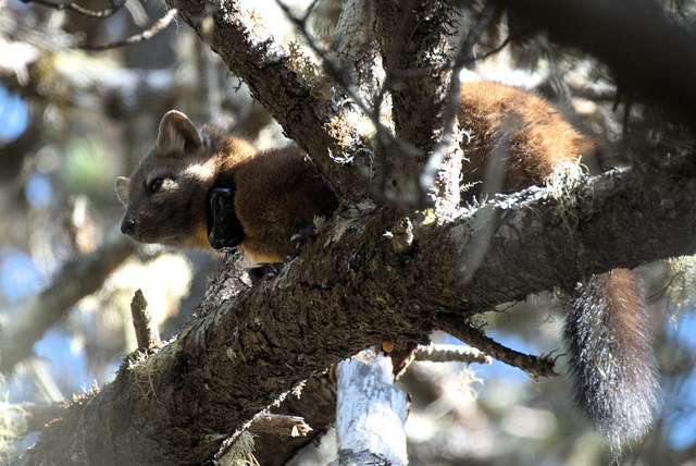 Rare coastal martens under high risk of extinction in coming decades