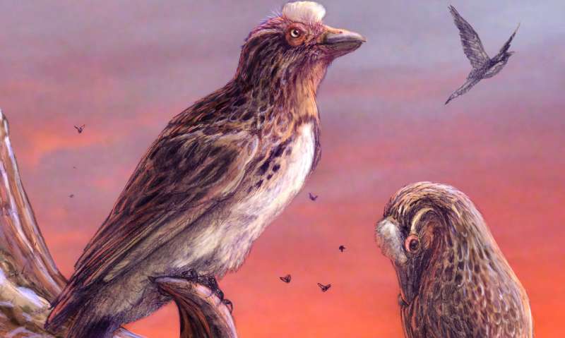 Rare fossil bird deepens mystery of avian extinctions