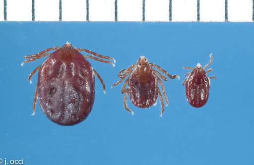 Rare type of tick inexplicably turns up in Arkansas