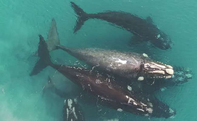 Rare video captured of &lsquo;white&rsquo; southern right whales as researchers examine the resurgent species