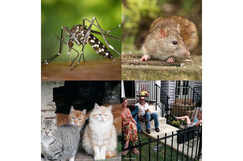 Rats, cats, and people trade-off as main course for mosquitoes in Baltimore, Md.