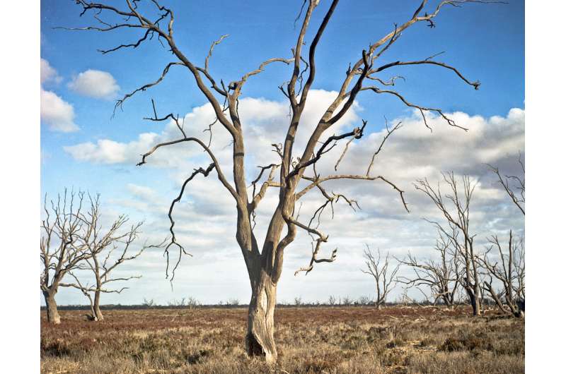 Recent Australian droughts may be the worst in 800 years