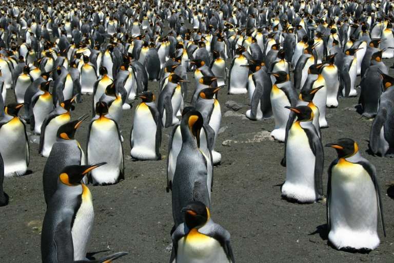 Recent satellite images and photos taken from helicopters show the king penguin population on Ile aux Cochon has collapsed, with