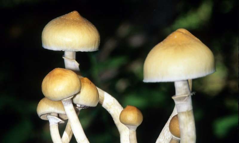 Reclassification recommendations for drug in 'magic mushrooms'