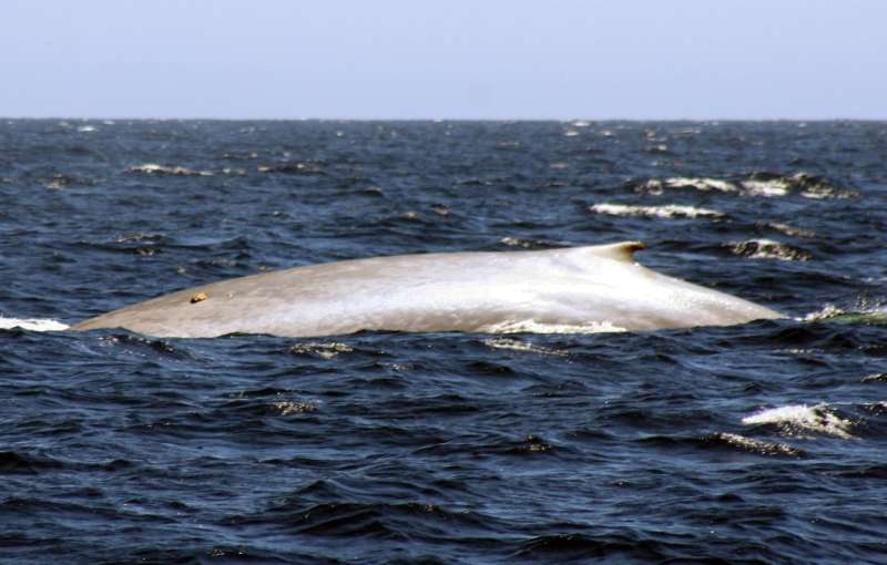 Recordings spout secrets behind blue whale behavior