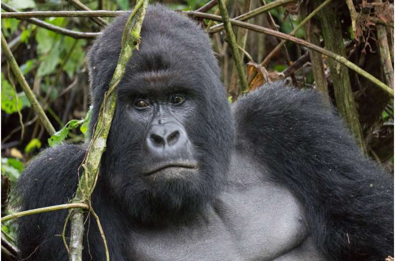 Recycle your old mobile phone to save gorilla populations