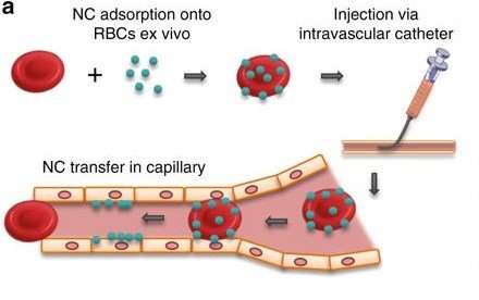 Red-blood-cell 'hitchhikers' offer new way to transport drugs to specific targets