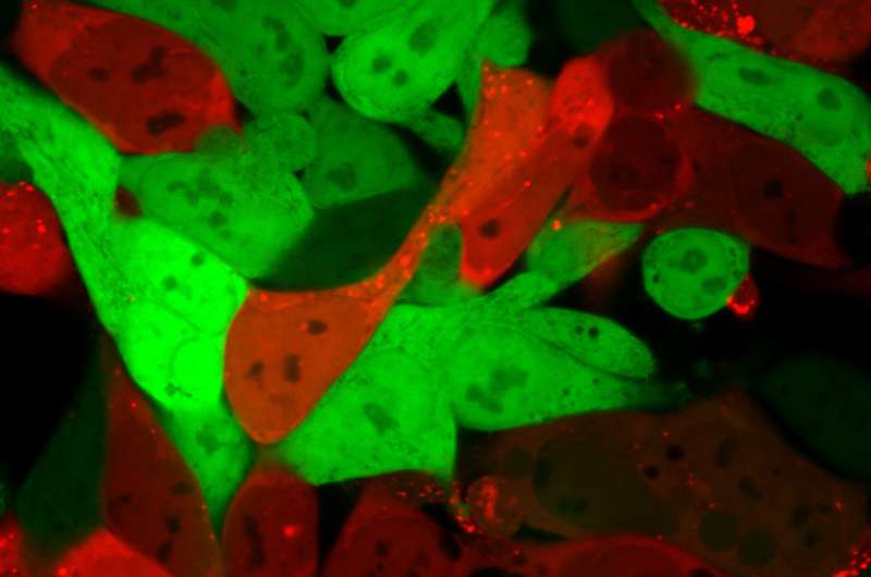 Red glow helps identify nanoparticles for delivering RNA therapies