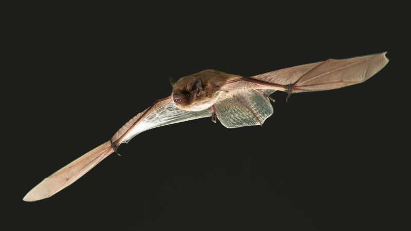 Red light at night: A potentially fatal attraction to migratory bats