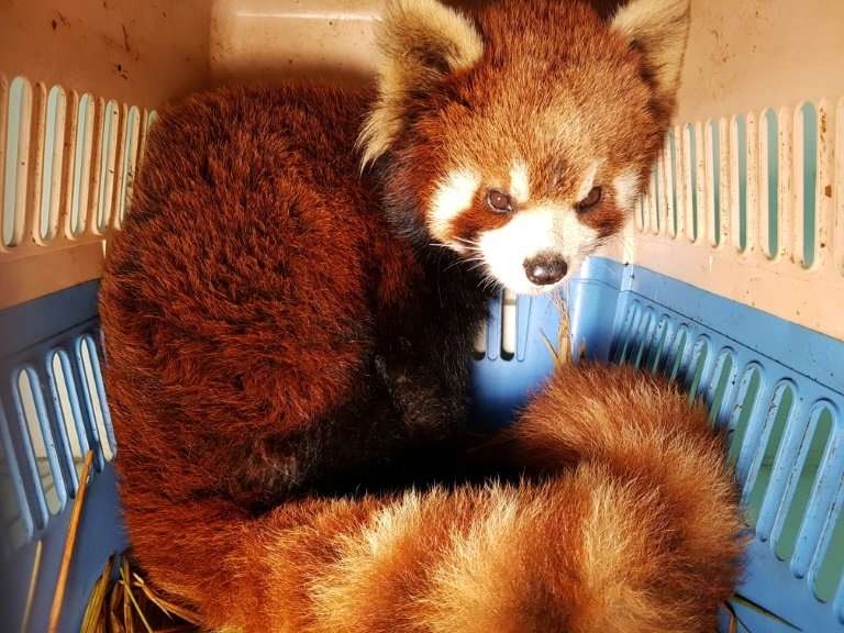 Red pandas are also targeted for their fur