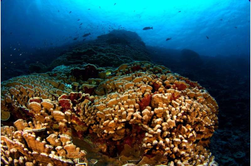 Reefs that experience frequent temperature changes most likely to resist coral bleaching