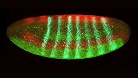 Regulating the rapidly developing fruit fly