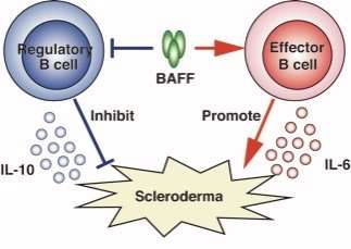 Regulatory and effector B cells control scleroderma