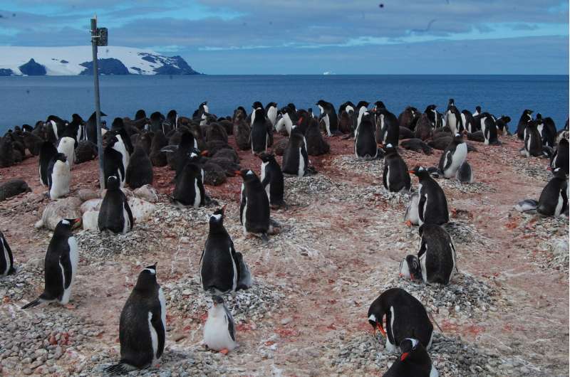 Remote camera network tracks Antarctic species at low cost