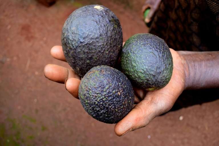 Renowned as a healthy food, full of vitamins, fibre and trace elements, avocado is becoming a staple of European diets